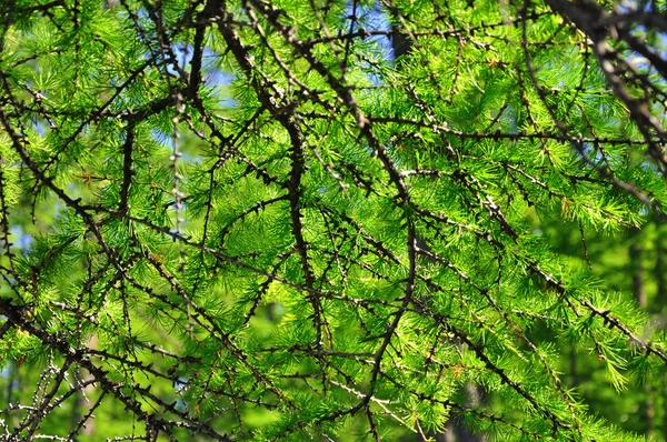 Зелений восени листя — стокове фото