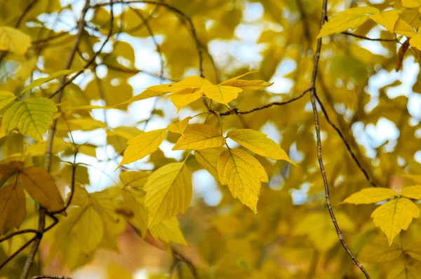 Sarı sonbahar yaprakları — Stok fotoğraf