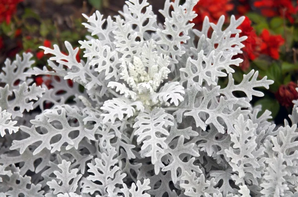 stock image Poinsettia