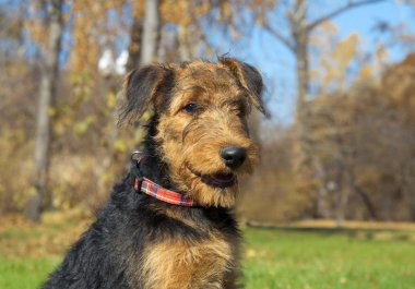 Airedale köpek yavrusu yakın çekim