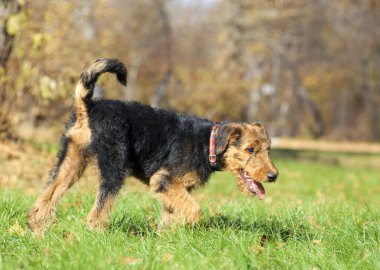 Airedale köpek yavrusu yakın çekim