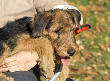 airedale köpek yavrusu yakın çekim el üstünde oturuyor