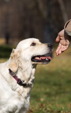 Golden retriever yakın park