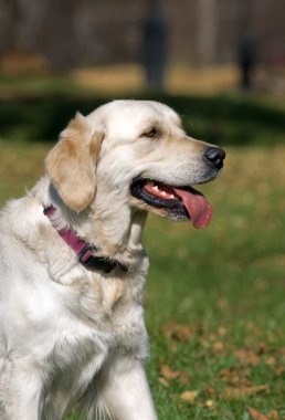 Golden retriever yakın park