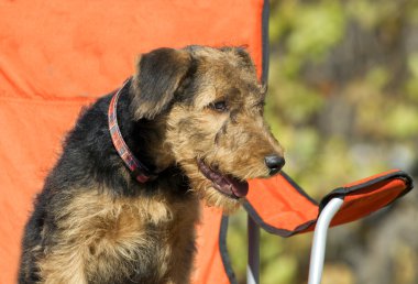 Airedale puppy Close-up sitting in red chair clipart