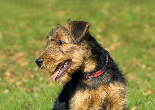 Chiot Airedale Gros plan — Photo