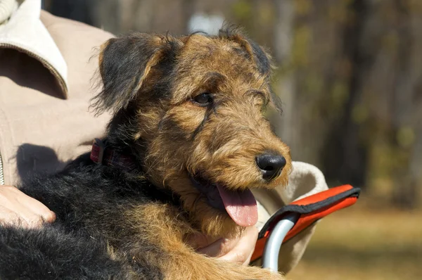 Airedale cachorro Close-up sentado na mão — Fotografia de Stock