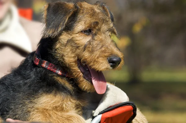 Airedale pup close-up zittend aan kant — Stockfoto