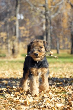 Airedale köpek yavrusu yakın çekim