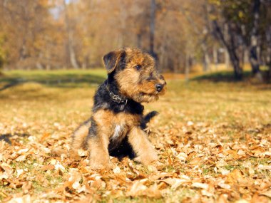 Airedale köpek yavrusu yakın çekim