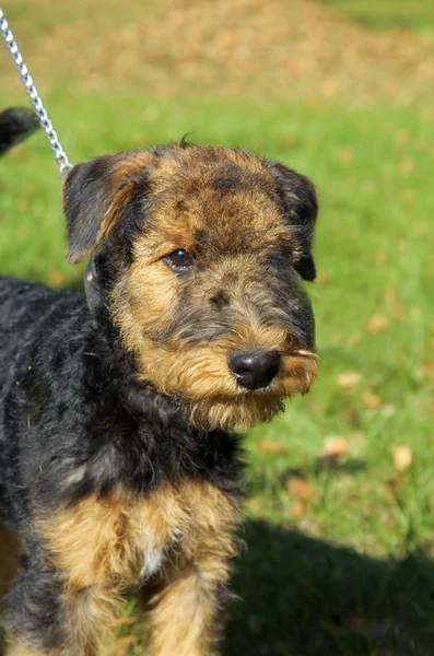 Chiot Airedale Gros plan — Photo