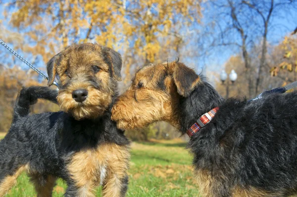 Airedale puppy Close-up — Stock Photo, Image