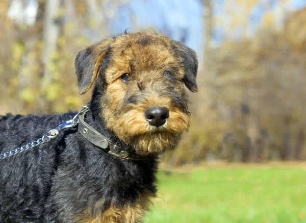 Airedale pup close-up — Stockfoto