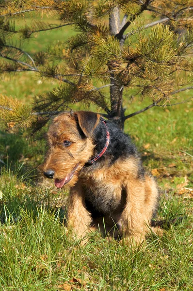 Airedale pup close-up — Stockfoto