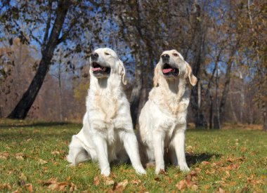 Golden retriever yakın park