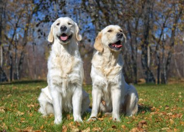 Golden retriever yakın park