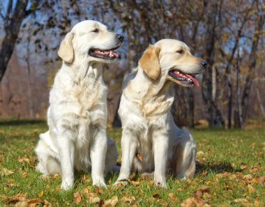 Golden retriever yakın park