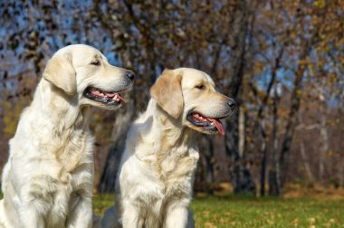 Golden retriever yakın park