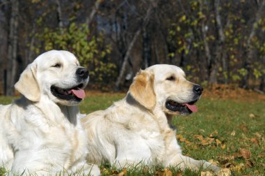 Golden retriever yakın park