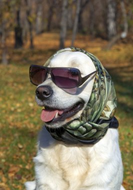 çok şık bir köpek. Golden retriever ipek bir eşarp ve güneş gözlüğü.