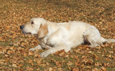 Golden retriever yakın park