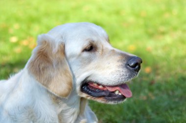 Golden retriever yakın park