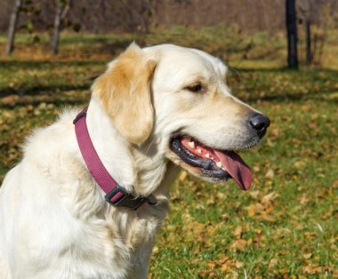 Golden retriever yakın park