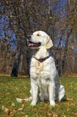 Golden retriever yakın park