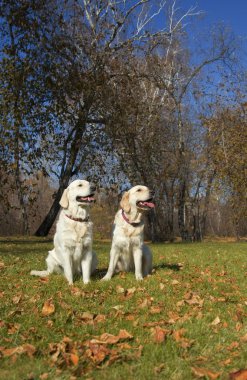 Golden retriever yakın park