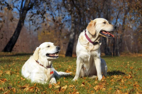 stock image Golden Retriever Close-up in the park