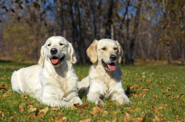 Golden Retriever Close-up in the park — Stock Photo, Image