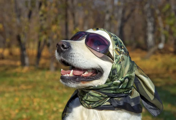 Çok şık bir köpek. Golden retriever ipek bir eşarp ve güneş gözlüğü. — Stok fotoğraf