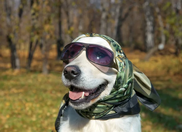 Πολύ της μόδας σκύλος. χρυσόs retriever σε ένα μεταξωτό μαντήλι και γυαλιά ηλίου. — Φωτογραφία Αρχείου
