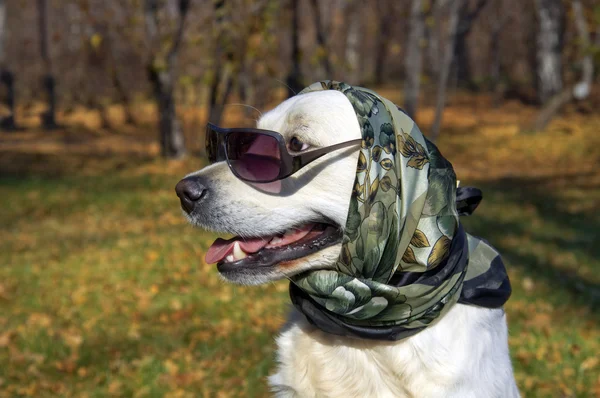 Un cane molto alla moda. Golden Retriever in sciarpa di seta e occhiali da sole . — Foto Stock
