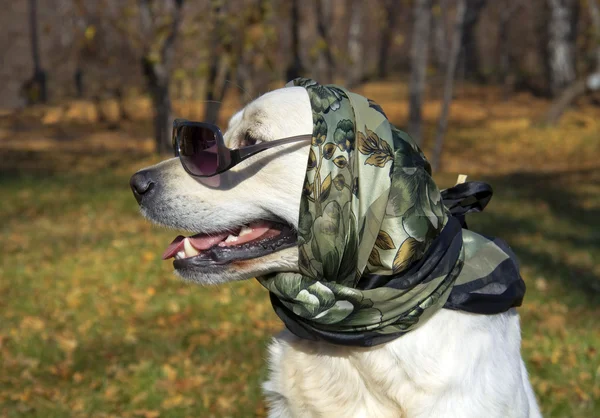 Çok şık bir köpek. Golden retriever ipek bir eşarp ve güneş gözlüğü. — Stok fotoğraf