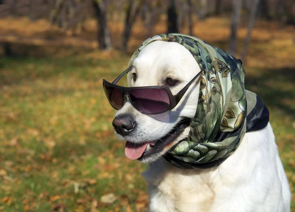 Velmi elegantní pes. zlatý retrívr v hedvábnou šálu a sluneční brýle. — Stock fotografie