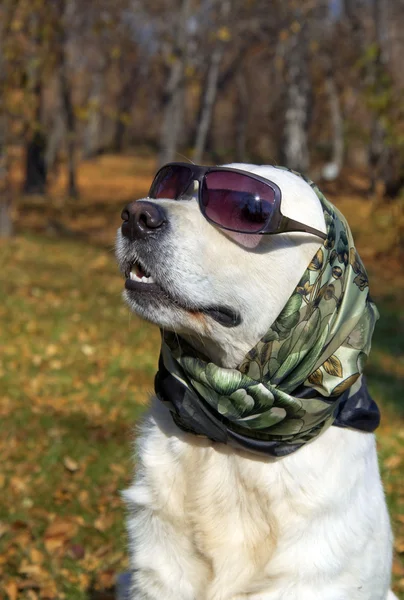 Very fashionable dog. Golden Retriever in a silk scarf and sunglasses. — Stock Photo, Image