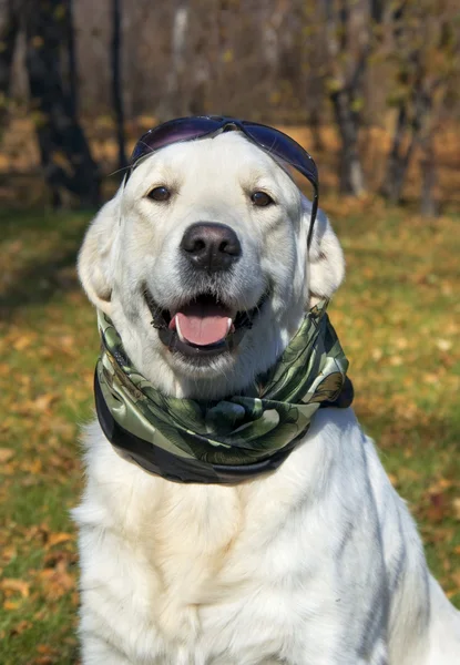 Собака дуже модно. золотистий ретрівер в Шовковий шарф і сонцезахисні окуляри. — стокове фото