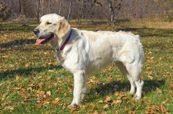 stock image Golden Retriever Close-up in the park