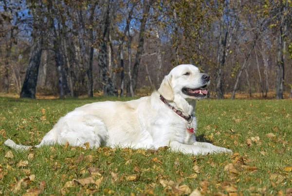 Złoty pies myśliwski z bliska w parku — Zdjęcie stockowe