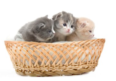 bir sepet içinde oturan küçük şirin kedi yavrusu yakın çekim