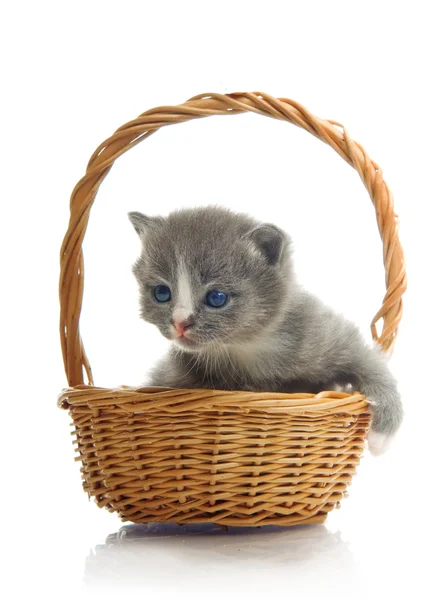 Маленький милый котенок сидит в корзине, крупным планом — стоковое фото