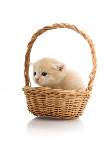 Маленький милый котенок сидит в корзине, крупным планом — стоковое фото