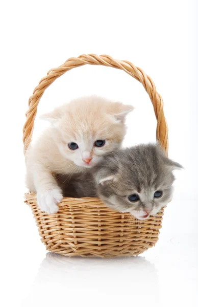 坐在一个篮子里的小可爱小猫特写 — 图库照片