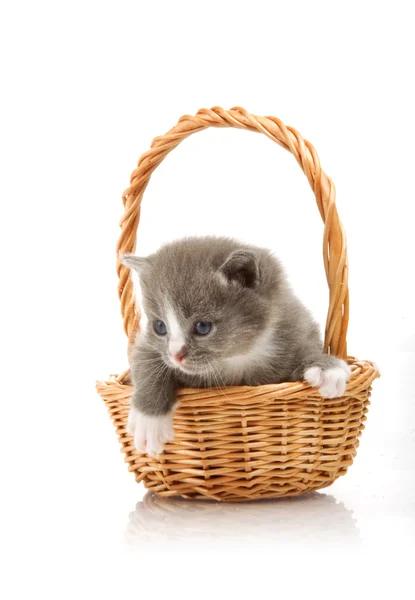 Pequeño gatito lindo sentado en una cesta, primer plano — Foto de Stock