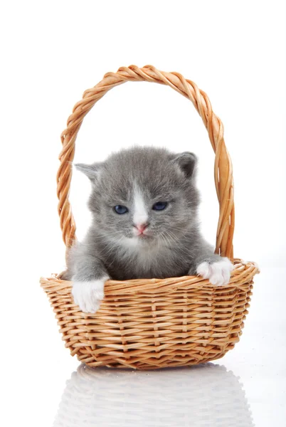 Μικρό χαριτωμένο γατάκι που κάθεται σε ένα καλάθι, γκρο πλαν — Φωτογραφία Αρχείου