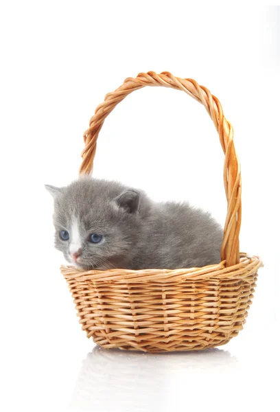 Malé roztomilé kotě sedí v koši, detail — Stock fotografie