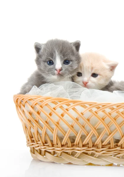 Pequeno gatinho bonito sentado em uma cesta, close-up — Fotografia de Stock