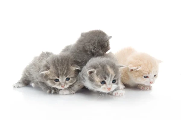 Kleine flauschige Kätzchen spielen — Stockfoto