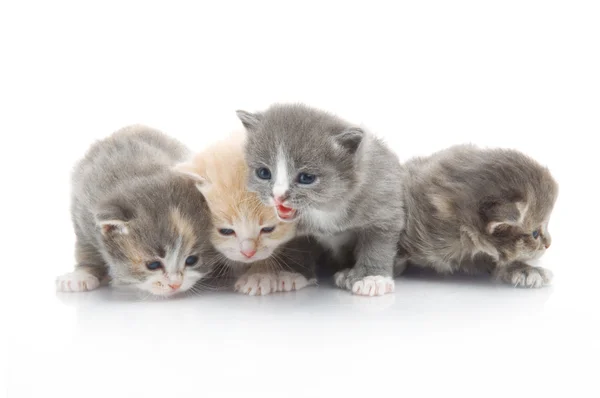 Kleine flauschige Kätzchen spielen — Stockfoto